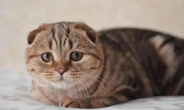 猫是靠什么认主人 猫是靠什么认主人