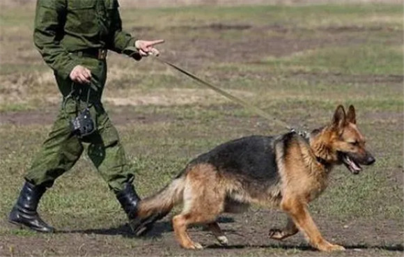 军犬没退役可以领养吗 军犬没退役可以领养吗