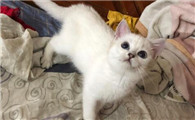8个月的猫有必要买吗