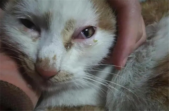 猫眼睛睁不开流眼泪怎么回事 猫眼睛睁不开流眼泪怎么回事