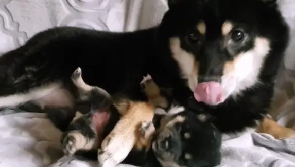 柴犬紧抱自己孩子,哀求主人放下它,就生了一只,别送走了 柴犬紧抱自己孩子,哀求主人放下它,就生了一只,别送走了