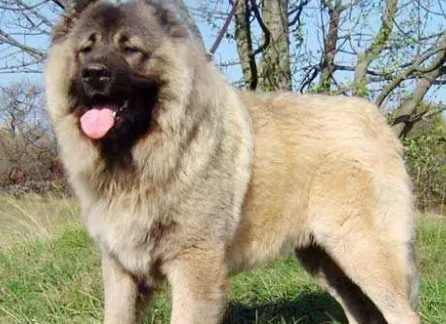 中国十大禁养犬排名 中国十大禁养犬排名