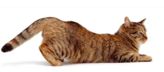 科普 | 猫咪发情期以及为何不建议撸猫 科普 | 猫咪发情期以及为何不建议撸猫