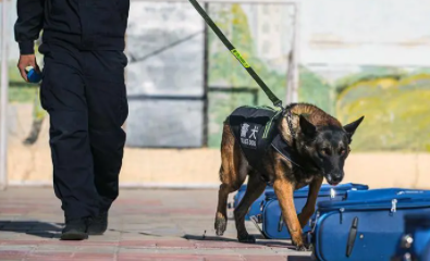 警犬一个月多少工资