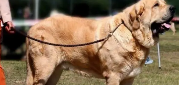 世界最大型犬排名