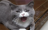 罗小猫猫子真实姓名