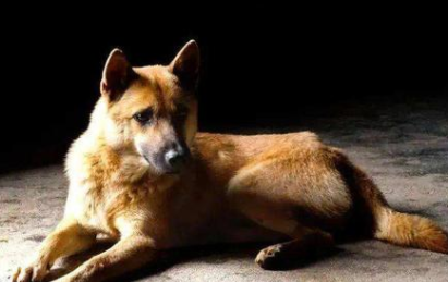 中国名狗犬的排名