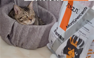 几分之几猫粮怎么样