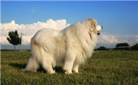 国家明确大型犬的标准