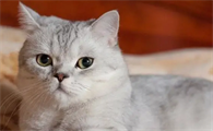 猫体外驱虫后毛不干