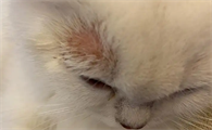猫癣可以自愈吗
