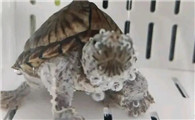 汽水养龟听说过吗，这是目前最流行的方式！