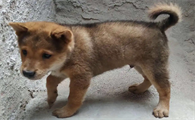 中国十大最受欢迎土狗犬