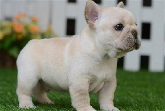 特别好看的短毛犬品种 特别好看的短毛犬品种
