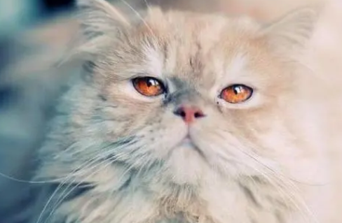 警惕!不留意猫咪的这个日常习惯,严重要开腹! 警惕!不留意猫咪的这个日常习惯,严重要开腹!