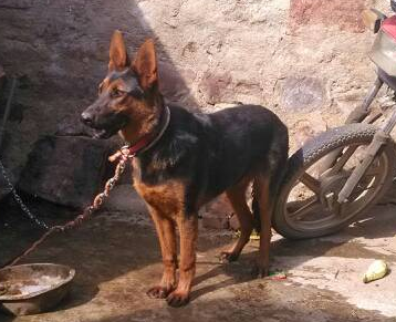 苏联红犬缺点有哪些