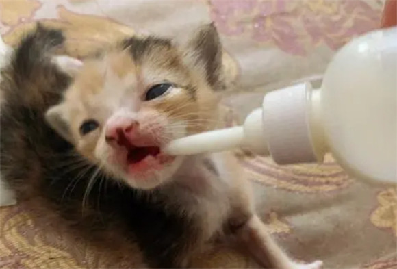 10天小猫没妈妈怎么养