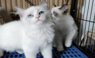 cfa双血统猫多少钱
