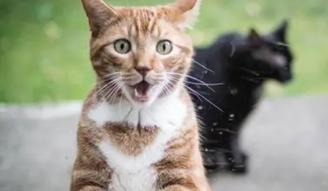 惊魂表情包的猫的品种