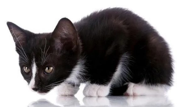 黑色猫都有哪些品种?一文带你走进神秘猫界 黑色猫都有哪些品种?一文带你走进神秘猫界