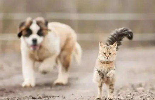 猫咪竟这样睡觉？不知道的还以为是猫乃伊，冒犯了猫猫酱！
