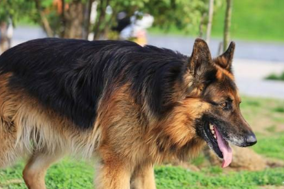 黑背犬的优点和缺点 黑背犬的优点和缺点