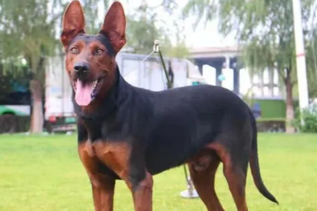 莱州红犬对主人忠诚吗