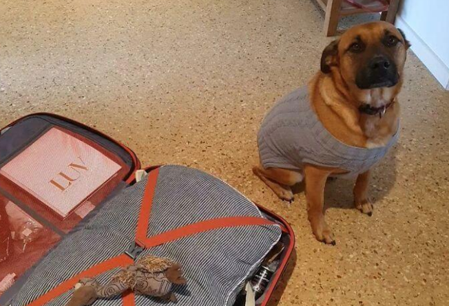 猫咪狗狗们抱着自己心爱的玩具,一脸满足的样子,看起来真幸福 猫咪狗狗们抱着自己心爱的玩具,一脸满足的样子,看起来真幸福
