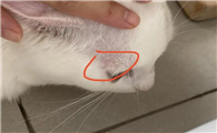猫癣怎么治好得快用什么药膏