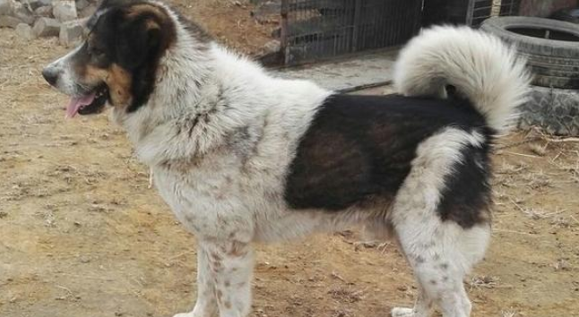 四个月太行犬出售 四个月太行犬出售