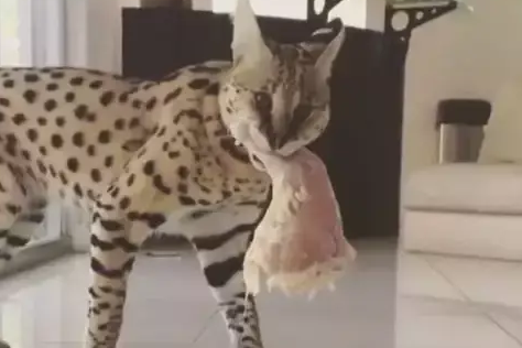 猫咪偷肉被铲屎官发现后,猫:你有本事就过来拿呀! 猫咪偷肉被铲屎官发现后,猫:你有本事就过来拿呀!
