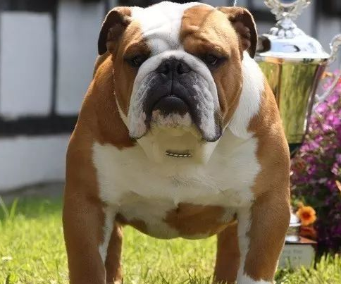 英国国犬是什么犬种 英国国犬是什么犬种