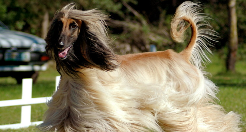 阿富汗猎犬吃什么好 健康科学的喂养