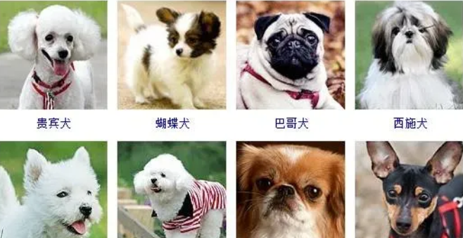所有狗狗品种大全-宠物网
