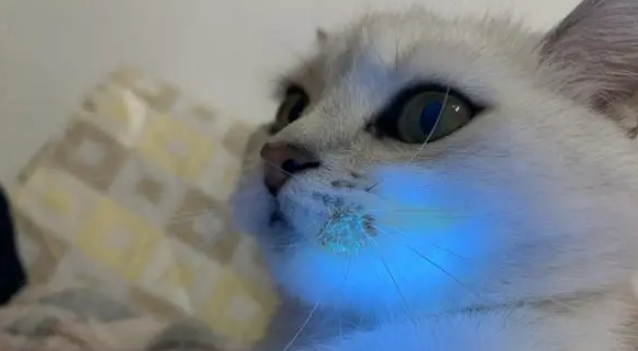猫癣好了为啥还有荧光绿毛 猫癣好了为啥还有荧光绿毛