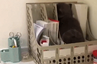 猫咪一犯错就躲起来,假装自己是一本书:谁也看不见我 猫咪一犯错就躲起来,假装自己是一本书:谁也看不见我