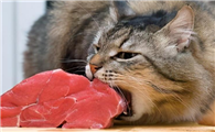 猫是杂食动物吗