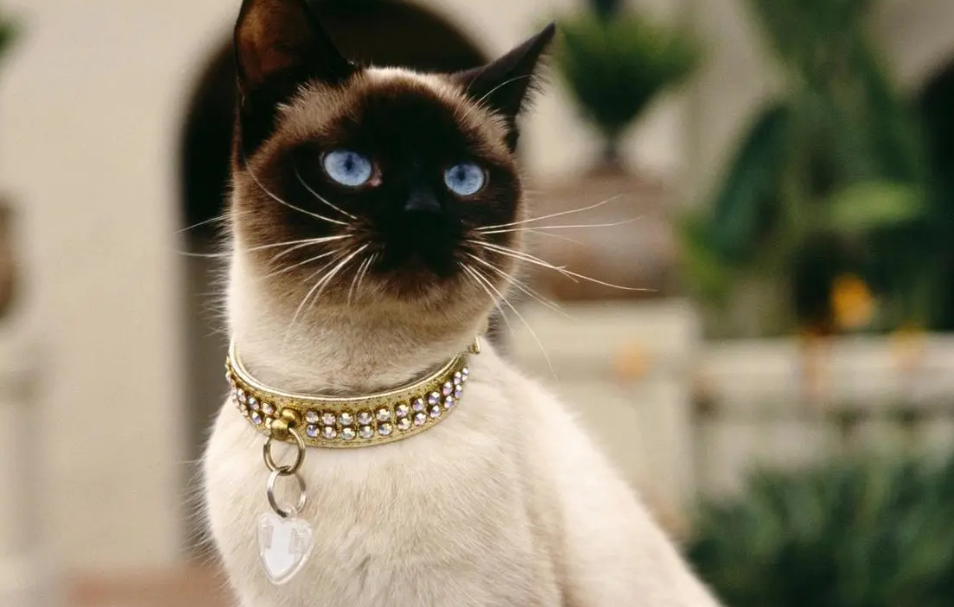 辑巴猫是什么意思 辑巴猫是什么意思
