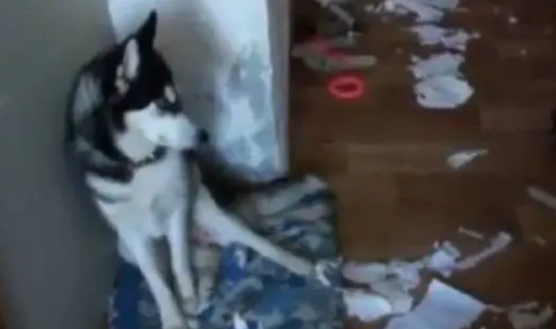 哈士奇是一种神奇的犬种，搞笑的能力无狗能比