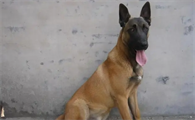 城市能养的护卫犬