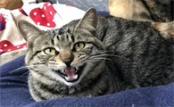 猫养不熟是真的吗