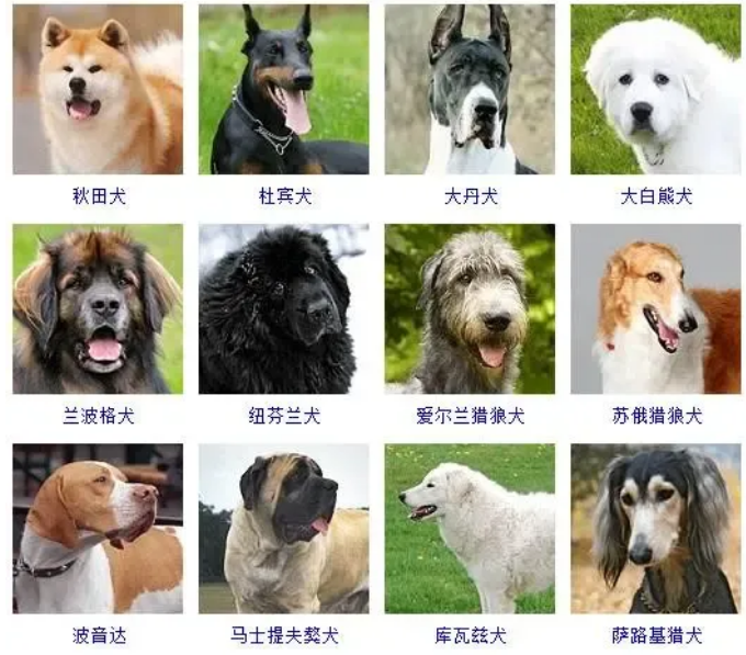 所有狗狗品种大全 所有狗狗品种大全