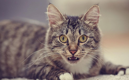 惊讶猫什么好啊 惊讶猫什么好啊
