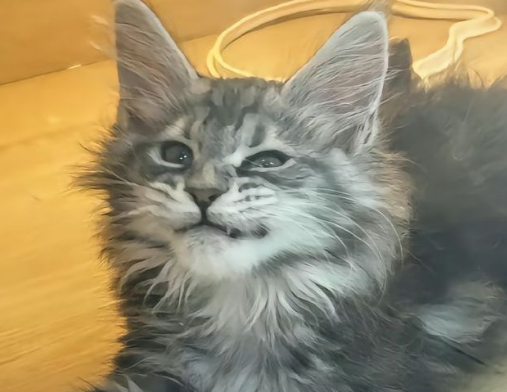 猫体重与食量对照表 猫体重与食量对照表