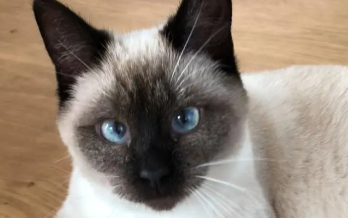煤球猫咪表情包 煤球猫咪表情包
