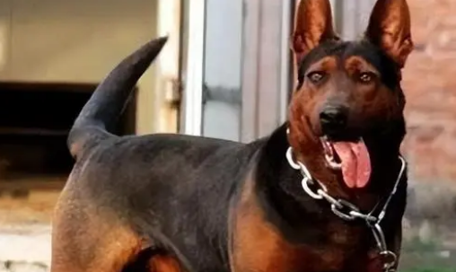 苏联红犬多久认主人