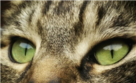 猫眼竖瞳和圆瞳的区别