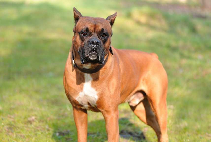 士佐犬多少斤