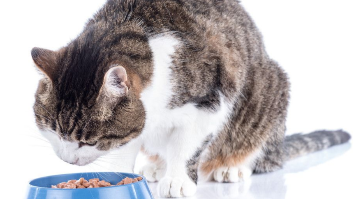 宠物营养学宝典|猫咪饮食攻略