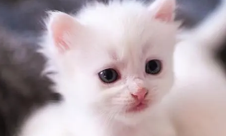 老祖宗建议:有这几种特征的猫,往往是白眼狼,尽量不要养 老祖宗建议:有这几种特征的猫,往往是白眼狼,尽量不要养